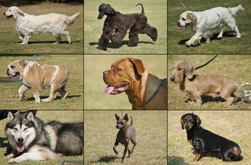 Collage breeds of dogs in the grass