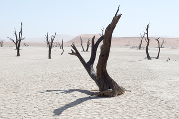 Dead Vlei en Namibie