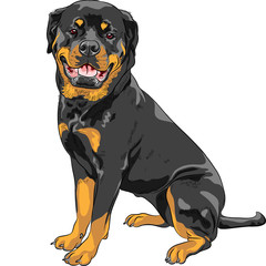 vector dog Rottweiler breed