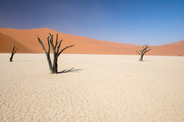 Fototapeta na wymiar Dead Vlei en Namibie