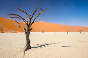 Dead Vlei en Namibie