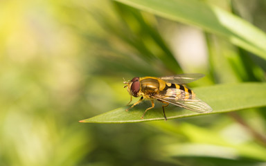 A Hoverfly
