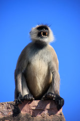 Obraz premium Gray langurs (Semnopithecus dussumieri) showing its teeth, Rant