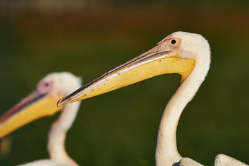 Great white pelican portrait