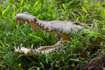 Obraz premium Portrait of a crocodile