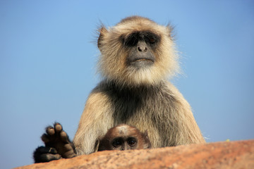 Gray langur (Semnopithecus dussumieri) with a baby sitting at Ra