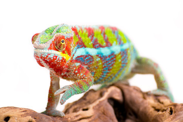 Chameleon