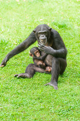Chimpanzee mum and baby