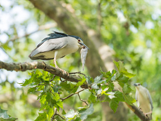heron