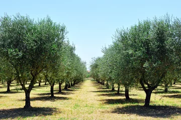 Foto auf Glas Olivenbäume in der Toskana, Toscana, Italien © tanialerro