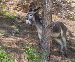 Naklejka na ściany i meble Scared animal donkey hiding behind tree