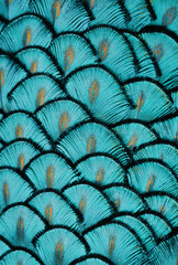 Fototapeta Turquoise Feathers obraz