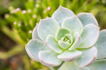 succulent in chiangmai Thailand