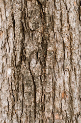 Old Wood Tree Texture Background Pattern