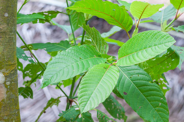 mitragyna speciosa korth (kratom) a drug from plant