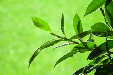 Fototapeta premium Zielony liść na zielonym tle abstrack