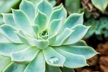 succulent in chiangmai Thailand