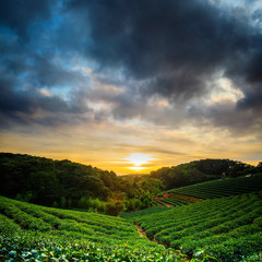 Fototapeta na wymiar Tea garden sunset