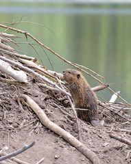 Baby Beaver on Lodge in Pond - 67853138