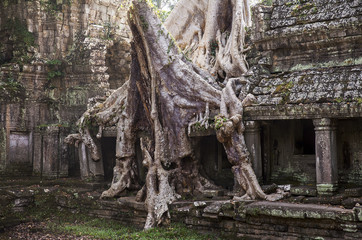 Spung Tree at Preah Khan Temple