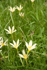 Yellow flowers