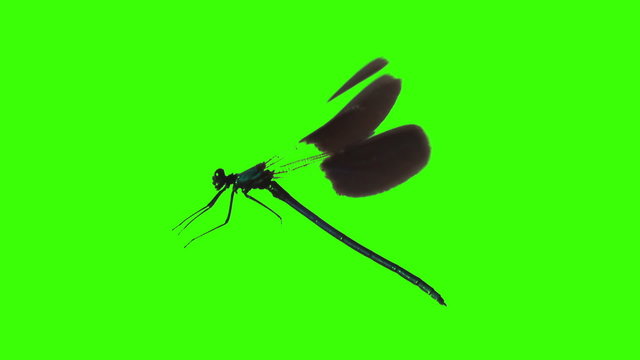 dragonfly flying at green screen chroma key