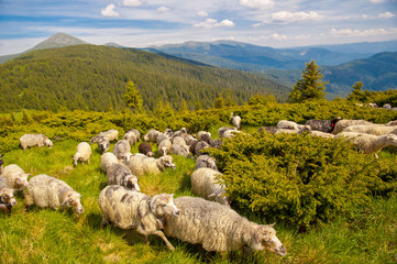 herd of sheeps on the mountain hill