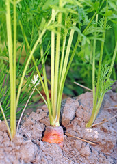 Fototapeta premium Carrots in the ground closeup