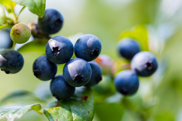 Blueberries © arinahabich