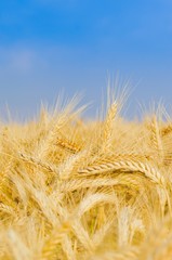 Getreideanbau, reife Getreideähren