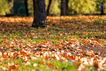 trees with fallen leaves