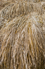 brown straw heap