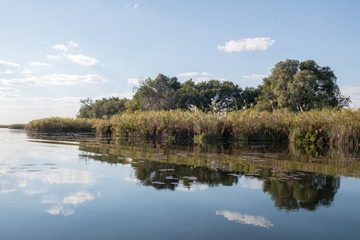 Fototapeta na wymiar A u delta de l'Okavango au Botswana