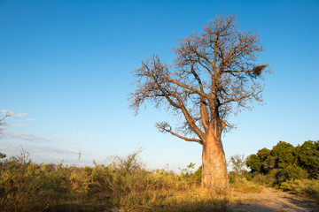 Fototapeta na wymiar A u delta de l'Okavango au Botswana