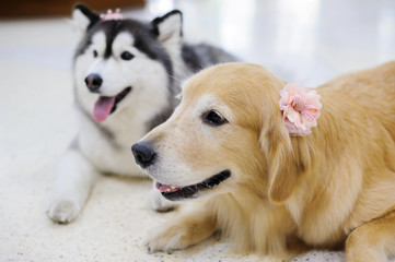 Siberian Husky and Golden Retriever Dog