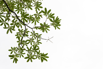 Green leave on white background