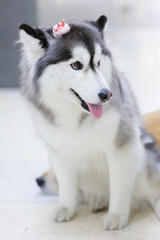 Siberian Husky  Dog