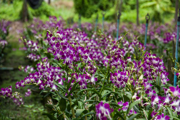 Obraz premium Farms grow orchids in Thailand.