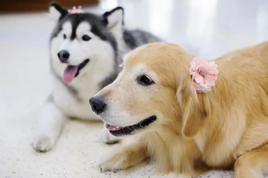 Golden retriever sled store dog