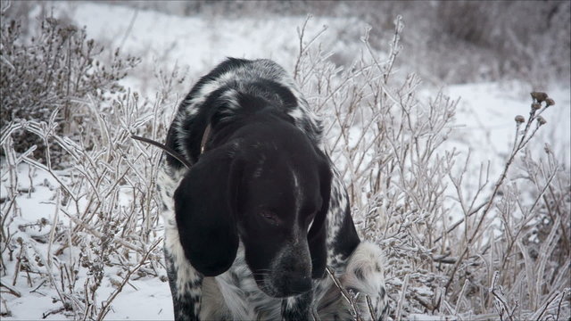 Spotted dog. Sitting in the snow. It's snowing. hound.