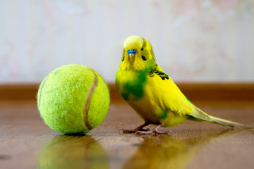 wavy parrot on the floor next to a tennis ball