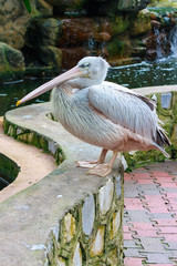 Pelican