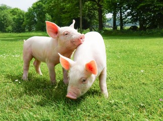 Zwei Ferkel auf einer Wiese © Countrypixel