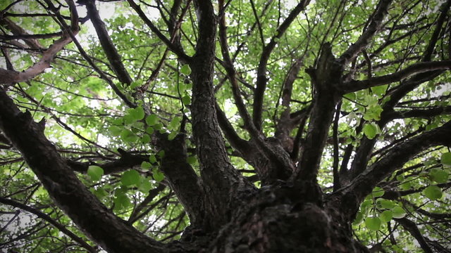 trunk of tree