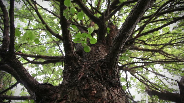 trunk of tree