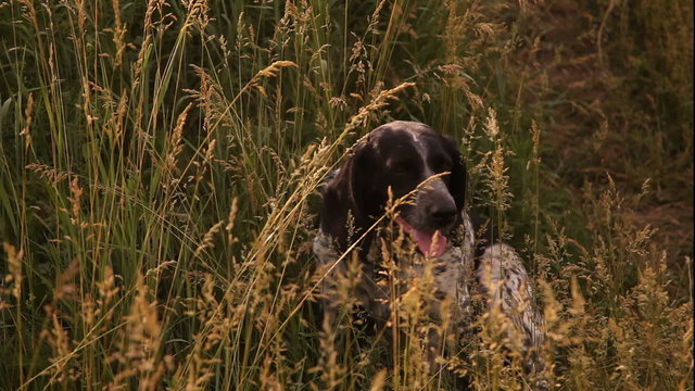American English Coonhound resting in the grass in the Park