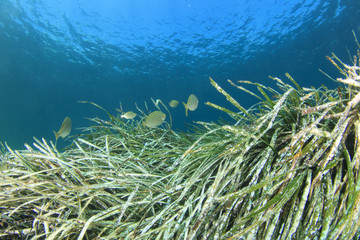 Naklejka na ściany i meble Seaweed and fish