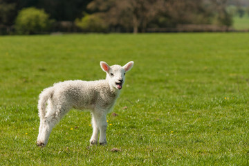Naklejka na ściany i meble isolated lamb on green meadow
