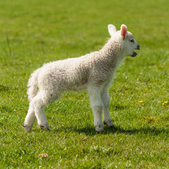 bleating newborn lamb