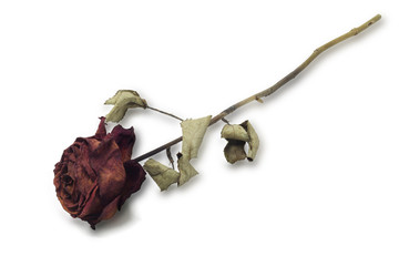 Dried Red Rose